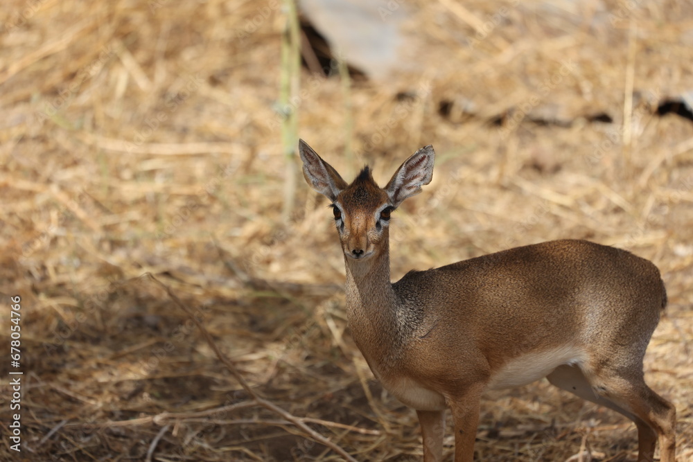Dik Dik 2 Dik Dik 2