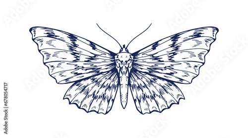 Drawn butterfly. Outlined moth sketch, vintage retro drawing. Handdrawn insec...