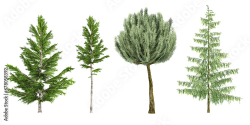 3D rendering of Picea,Pinus mugo trees on transparent background, for illustration, digital composition, and architecture visualization photo