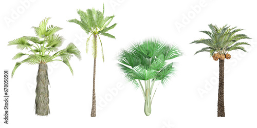 3D rendering of Rachycaprus,Lodoicea maldivica,Phoenix dactylifera,Elaeis guineensis trees on transparent background, for illustration, digital composition, and architecture visualization