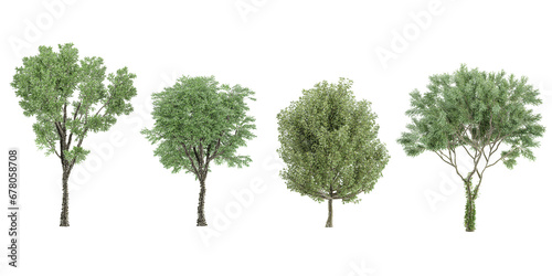 Cottonwood Eucalyptus Trees isolated on white background  tropical trees isolated used for architecture