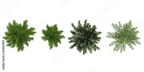 Picea Pinus mugo trees in the forest  top view  area view  isolated on transparent background  3D illustration  cg render