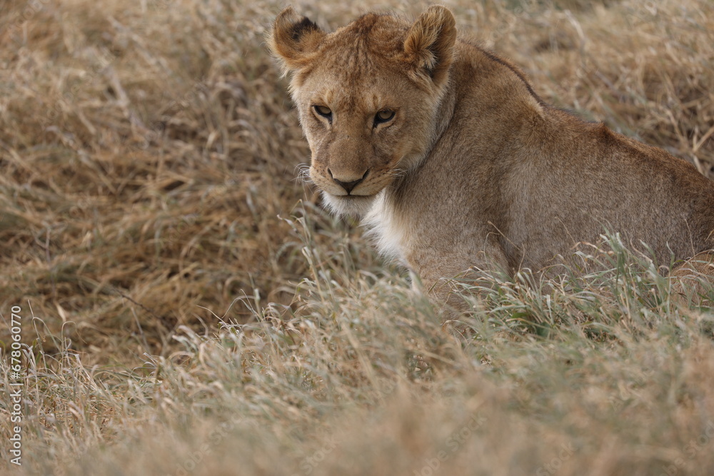 Fototapeta premium Löwe23
