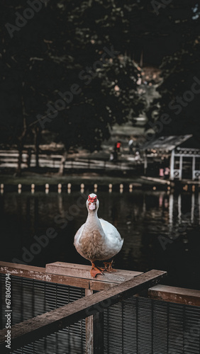 goose on the water photo