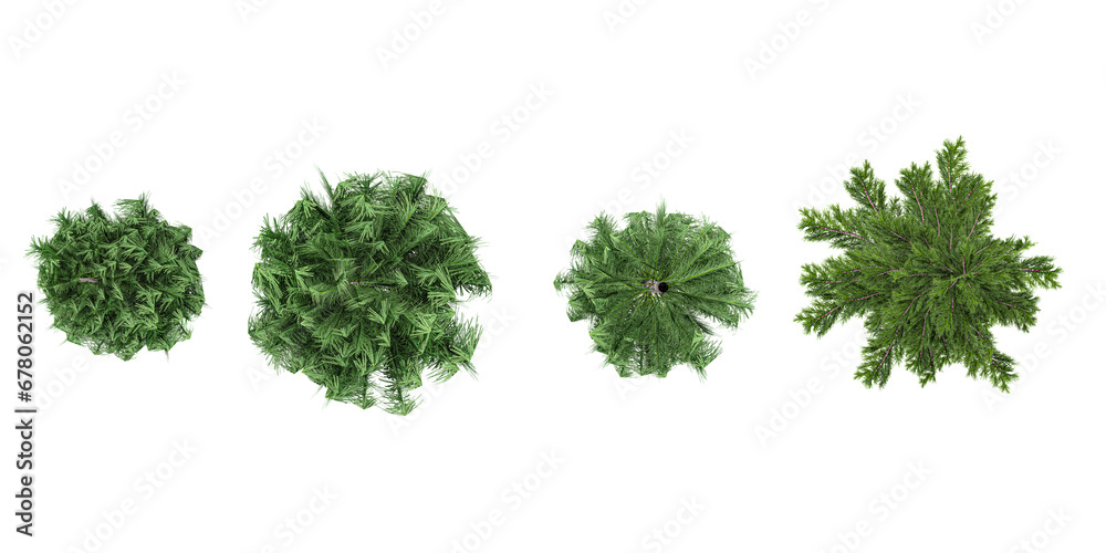 Pinus,Picea trees shape top view cut out transparent backgrounds 3d rendering Pinus,Picea trees shape top view cut out transparent backgrounds 3d rendering