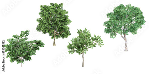 Set of photorealistic 3D rendering of Platanus,Sassafras,Quercus trees with ground shadows, cutout with transparent background, great for digital composition and architecture visualization