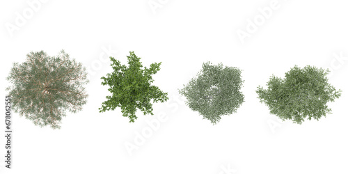set of Silver birch Alder tress rendered from the top view  3D illustration  for digital composition  illustration  2D plans  architecture visualization