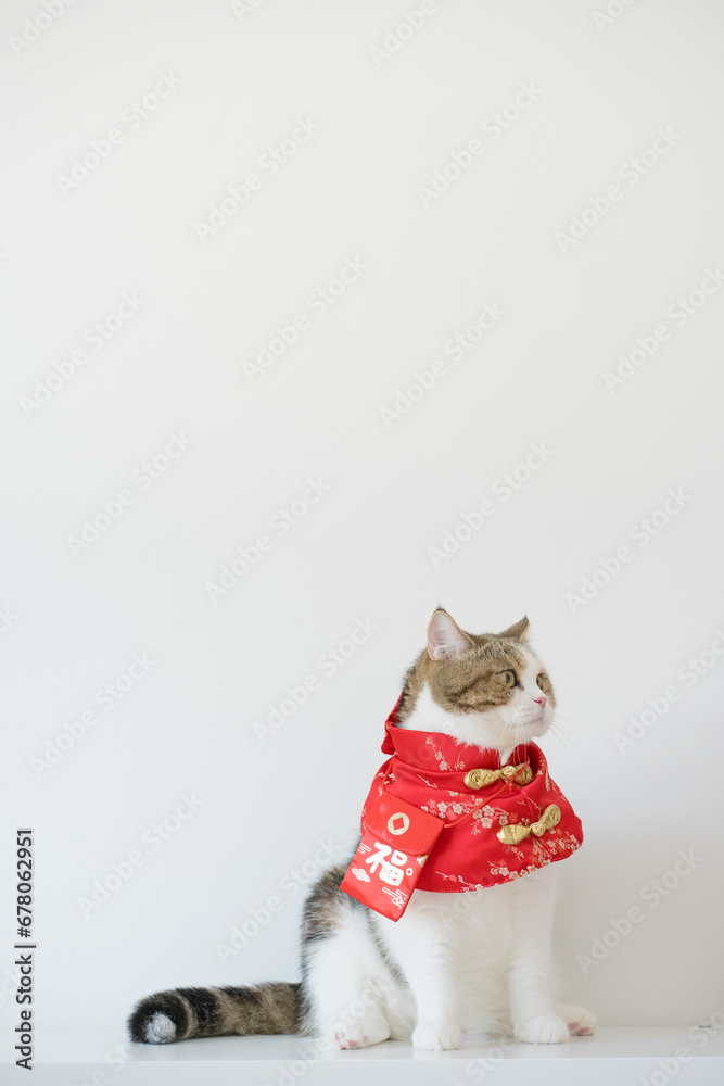 chinese new year concept with scottish cat wear red traditional china clothing with white background chinese new year concept with scottish cat wear red traditional china clothing with white background