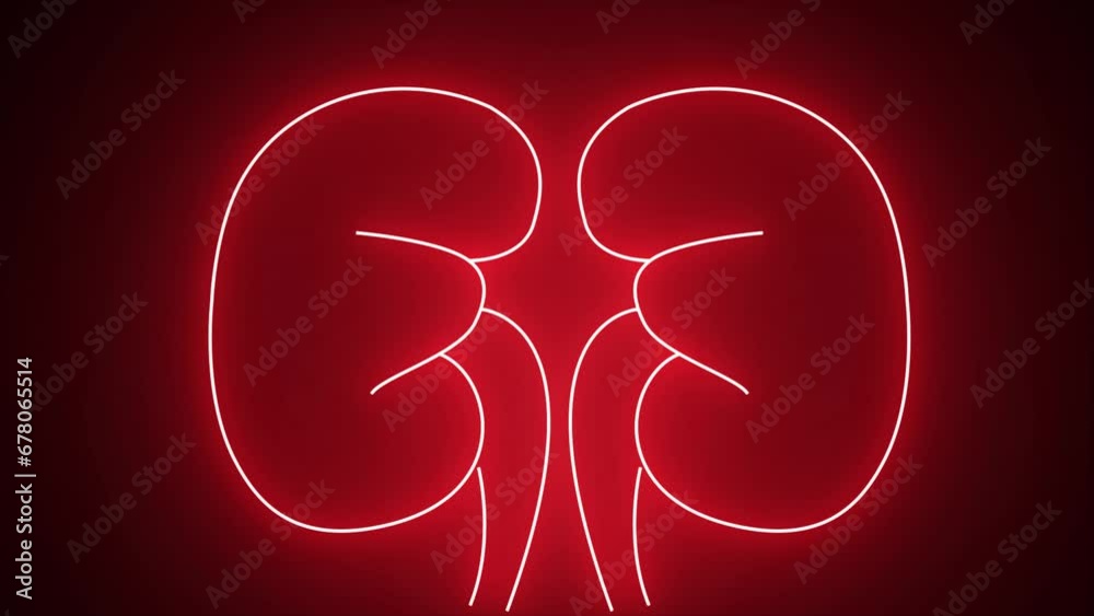 Glowing red neon line Human kidneys icon isolated on black background. Neon human kidneys icon in line style. Urinary system part symbol. 4K Video motion graphic animation. Glowing red neon line Human kidneys icon isolated on black background. Neon human kidneys icon in line style. Urinary system part symbol. 4K Video motion graphic animation.