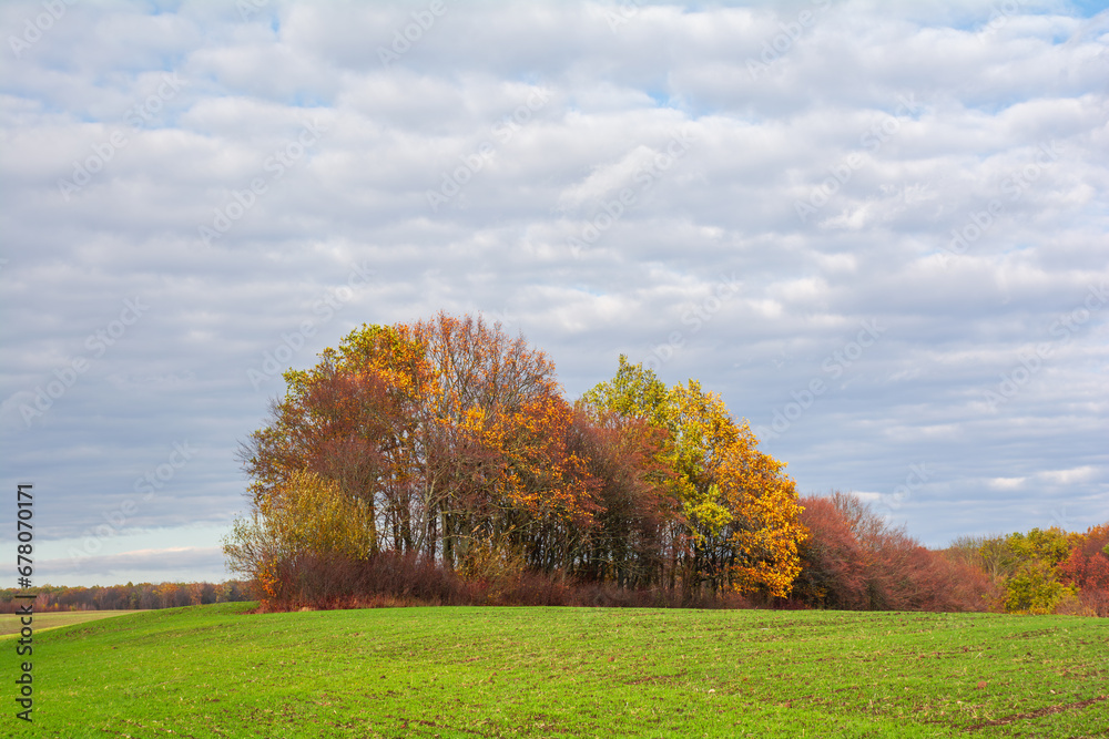 Picturesque autumn landscape with a group of trees in autumn colors in the middle of a green field