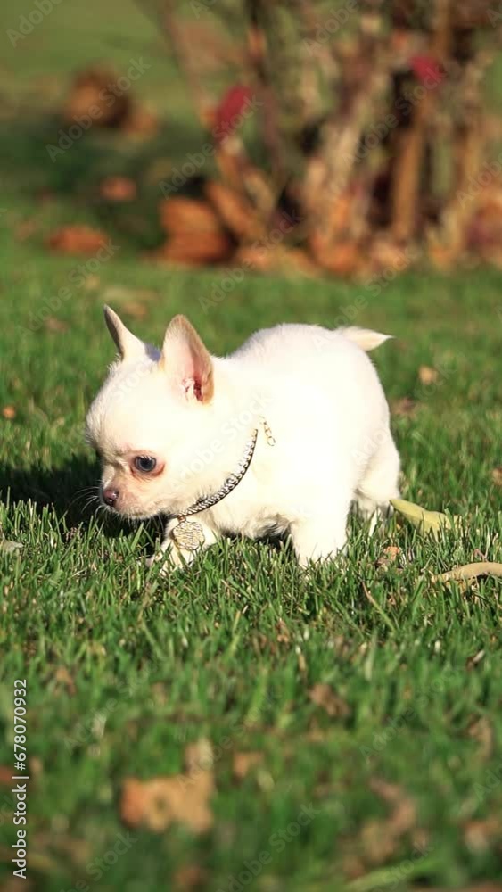 Cute Chihuahua Puppy sitting in the park on a green grass. Funny playful chihuahua puppy. Domestic pets. Vertical video Cute Chihuahua Puppy sitting in the park on a green grass. Funny playful chihuahua puppy. Domestic pets. Vertical video
