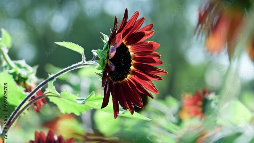 Swaying red sunflowers in full bloom Swaying red sunflowers in full bloom