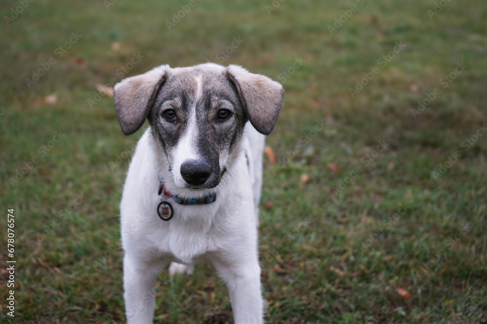 Mix breed homeless mutt dog portrait Mix breed homeless mutt dog portrait