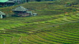 landscape rice field terraces in Sapa, north Vietnam