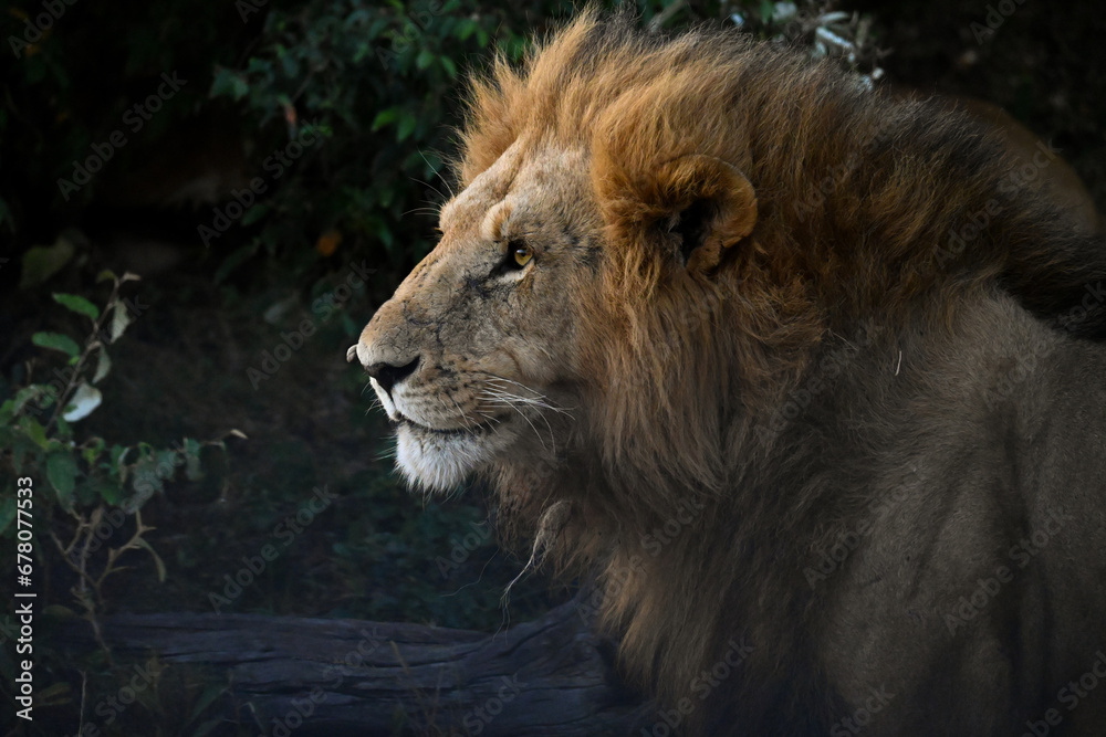Fototapeta premium portrait of lion, masai mara, kenya