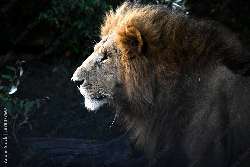 Naklejka premium portrait of lion, masai mara, kenya