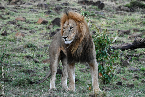 portrait of lion  masai mara  kenya