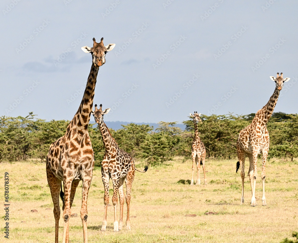 Obraz premium giraffe in the savannah