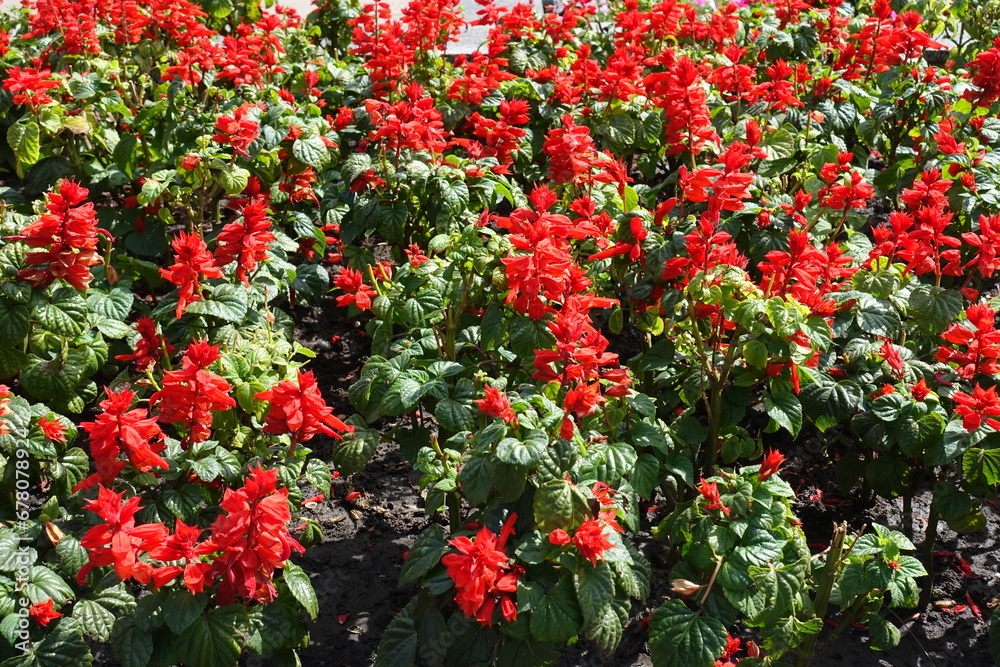 Obraz premium Plenitude of scarlet red flowers of Salvia splendens in August