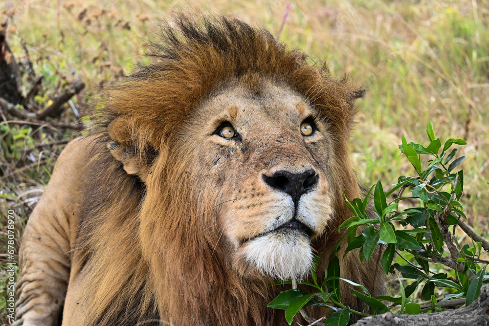 portrait of lion, masai mara, kenya