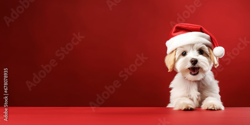 Fotografiet Christmas cute dog in santa hat on red background