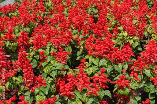 Plenty of scarlet red flowers of Salvia splendens in July