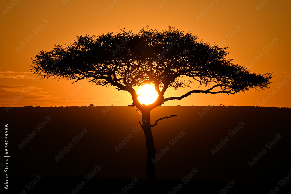 savannah acacia tree sunset Kenya masai mara savannah acacia tree sunset Kenya masai mara