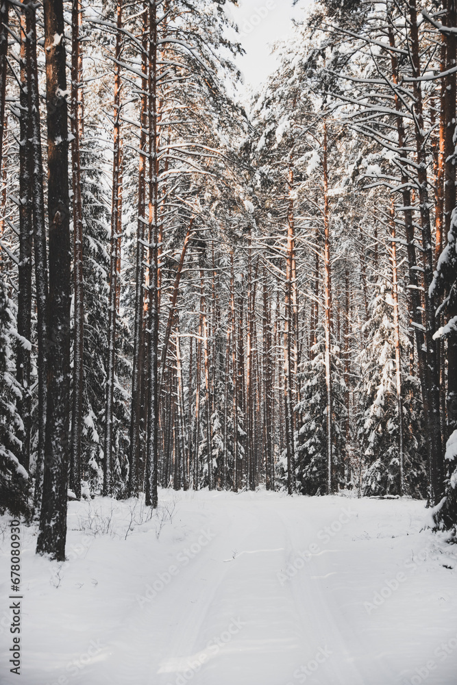 winter forest landscape with snow winter forest landscape with snow