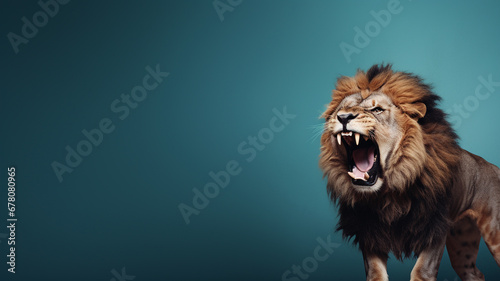 Portrait of a graceful roaring lion s face.
