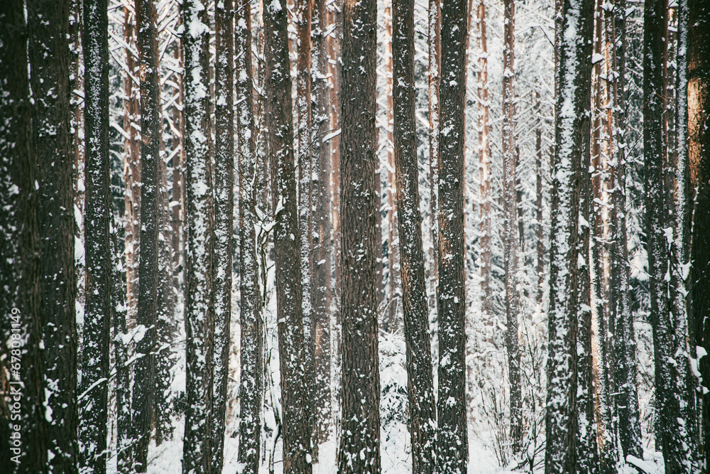 Fototapeta premium winter forest landscape with snow