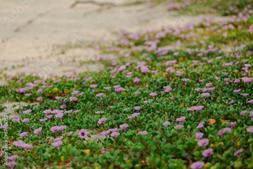 field of pink flowers