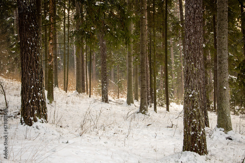 winter forest landscape with snow photo