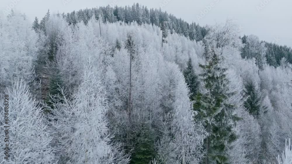Mountains winter forest nature travel view frozen morning tree Mountains winter forest nature travel view frozen morning tree