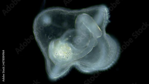 Pilidium larva of worm Heteronemertea under microscope, genus Cerebratulus ssp. With help of cilia, it floats in the water column. White sea photo