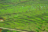 Sapa rice field terraces