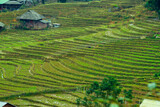 landscape terraced rice field in Sapa, Vietnam