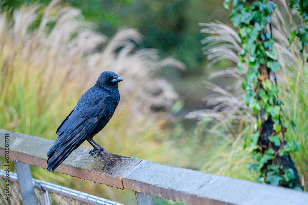 Obraz premium Le corbeau 
