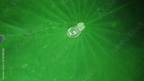Water Drop Swinging On Lotus Leaf
