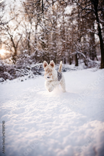 Cute foxterrier dog jumping in fresh snow and enjoying winter morning.