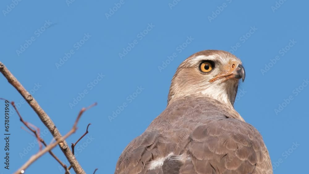 Close Up Of Eagle On Tree Looking Around And Hunting Prey In Africa. Close Up Of Eagle On Tree Looking Around And Hunting Prey In Africa.