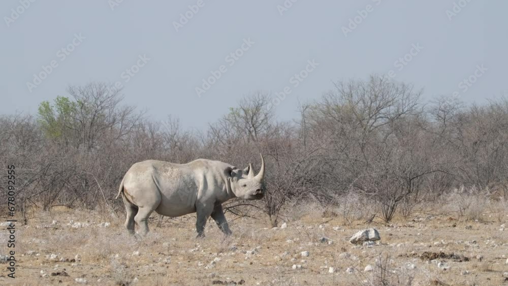 Black Rhinoceros Standing On Arid Grassland Of Africa. wide Black Rhinoceros Standing On Arid Grassland Of Africa. wide