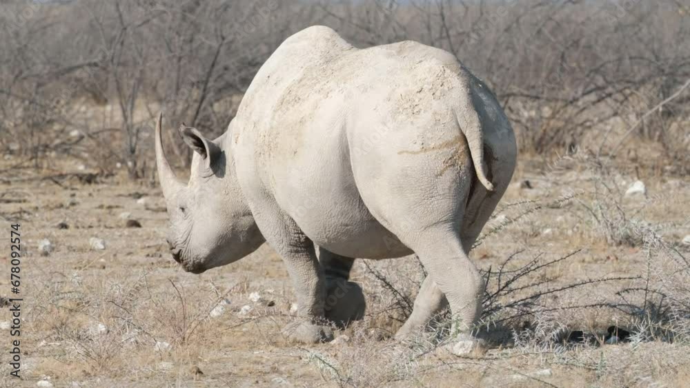 Black Rhinoceros Roaming In African Game Reserve. wide Black Rhinoceros Roaming In African Game Reserve. wide