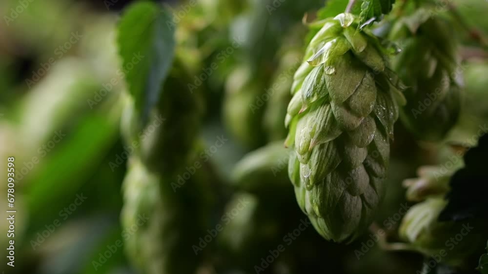 A close-up of a hop cone with a water droplet flowing slowly; textured background illuminated with nice light. A close-up of a hop cone with a water droplet flowing slowly; textured background illuminated with nice light.