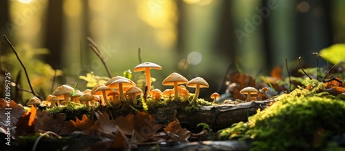 In the enchanting forest amidst the autumn hues of green leaves a variety of organic mushrooms gracefully grow on the forest floor blending perfectly with the natural background of wood and  photo