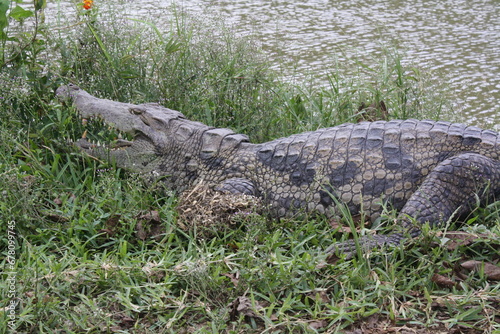 Krokodile im Dschungel von Ghana photo