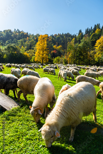Fototapeta Naklejka Na Ścianę i Meble -  Traditional sheep pasture in Pieniny mountains in Poland. Last days of sheep grazing in autumn