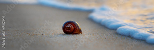 A shell on the shore of the Andaman Sea. Beautiful sunset on a paradise beach.