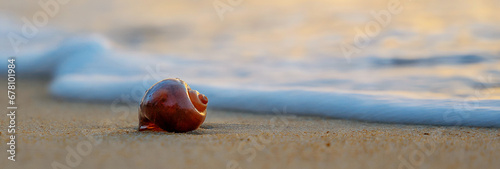 A shell on the shore of the Andaman Sea. Beautiful sunset on a paradise beach.