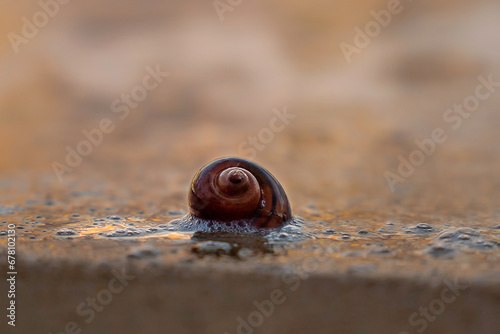 A shell on the shore of the Andaman Sea. Beautiful sunset on a paradise beach.