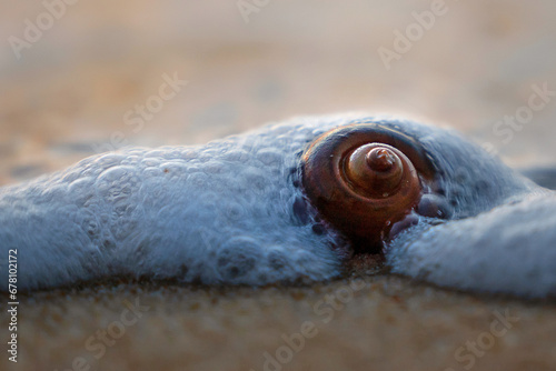 A shell on the shore of the Andaman Sea. Beautiful sunset on a paradise beach.